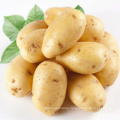Selling high quality raw fresh potato factory price
